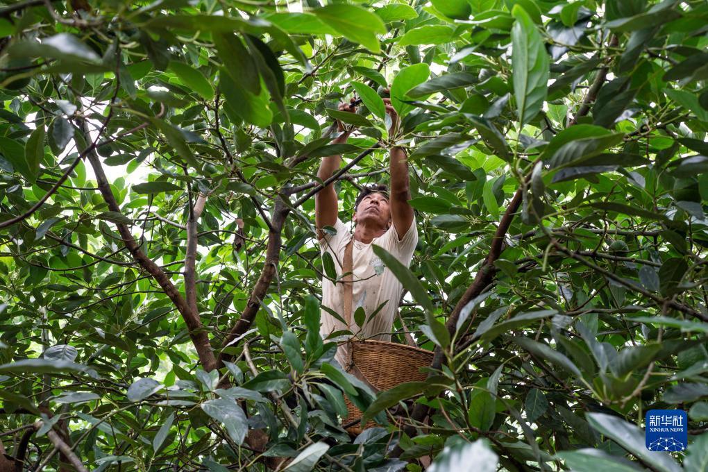 凤凰游戏网
